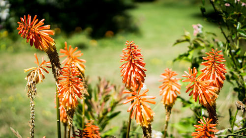 Close-up of orange flowering plants on field