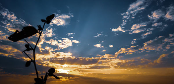 Low angle view of silhouette plants against sky during sunset