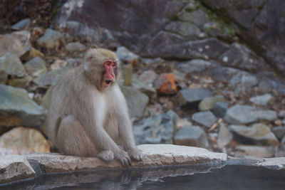 Monkey sitting on rock