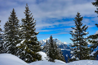 Snow covered pine trees against sky