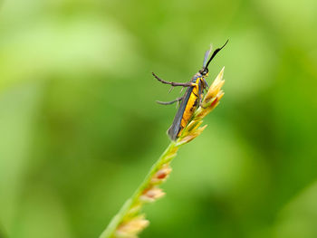 Close-up of insect on plant