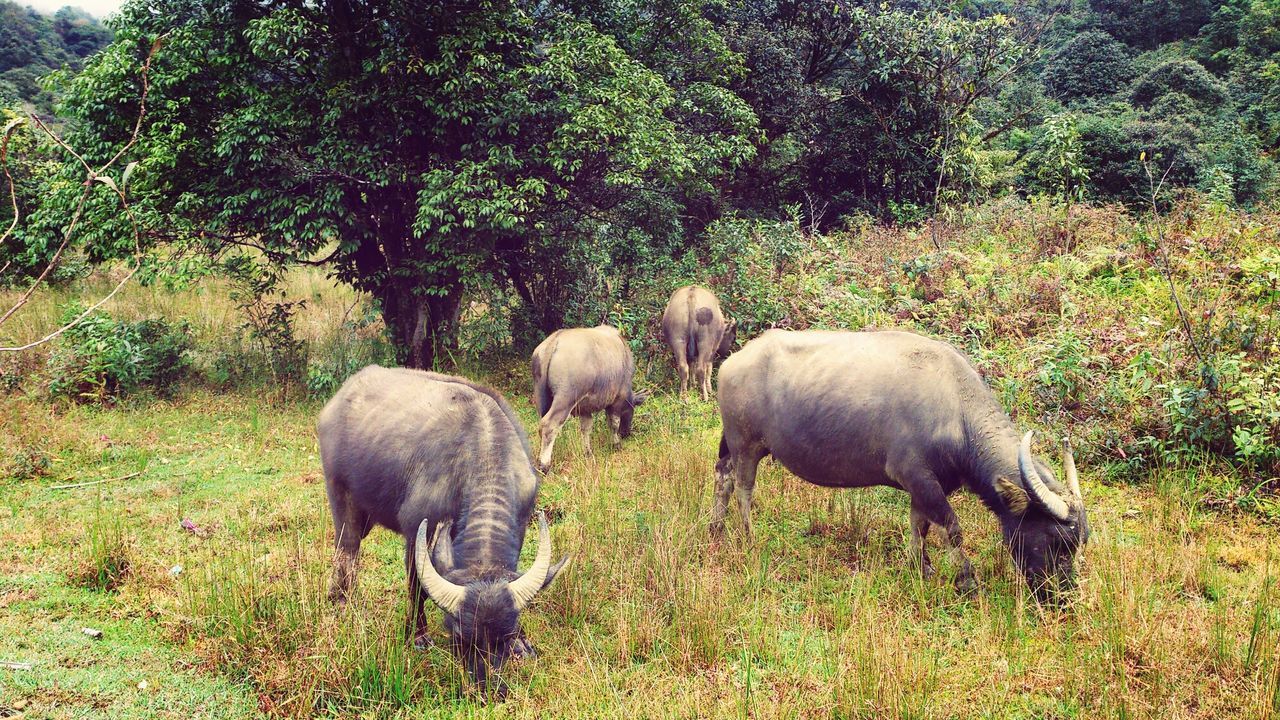 animal themes, grass, field, animals in the wild, wildlife, togetherness, nature, young animal, animal family, green color, grassy, two animals, growth, tree, mammal, outdoors, day, medium group of animals, three animals, standing