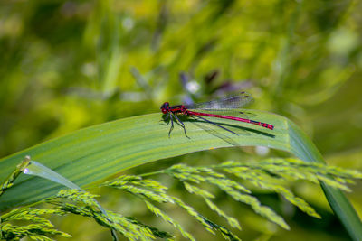 Close-up of red damselfly on leaf