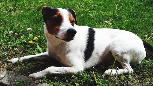 View of a dog on field