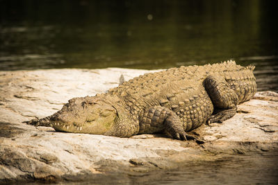 Close-up of crocodile in water