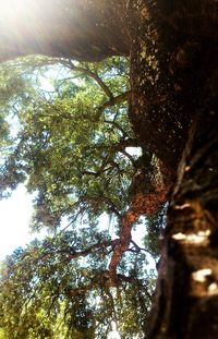 Low angle view of trees