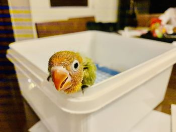 Close-up of a bird on table