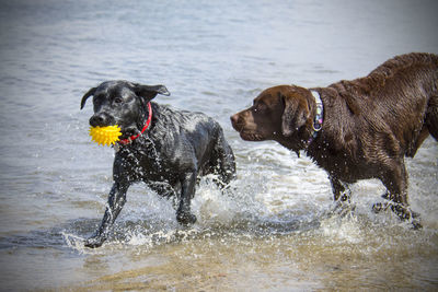 View of dog in water