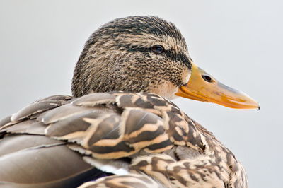 Close-up of duck against white background