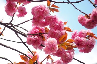 Low angle view of pink cherry blossoms against sky