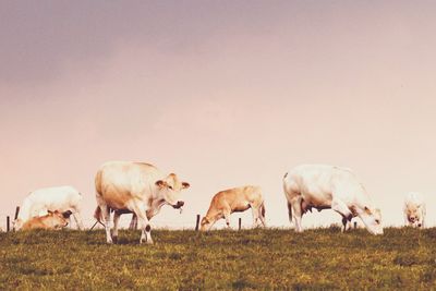 Cows grazing in a field