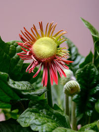 Close-up of pink flower