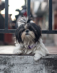 Portrait of dog sitting outdoors