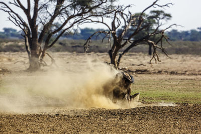 Blue wildebeest