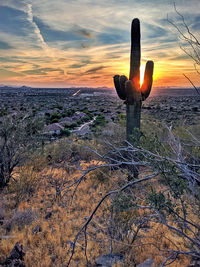 Cactus growing on land against dramatic sky during sunset