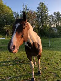 Horse standing in a field