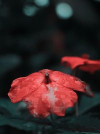 Close-up of red rose flower