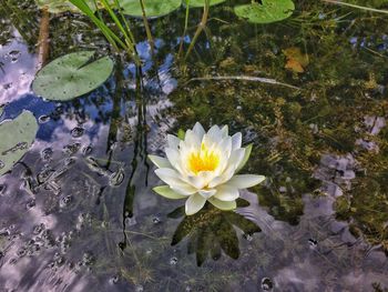 High angle view of white water lily blooming outdoors