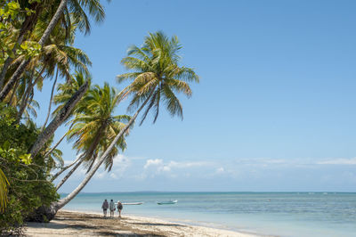 Palm trees on beach against sky