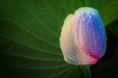 Close-up of wet lotus water