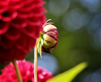 Close-up of red dahlia