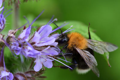 Close-up of bee pollinating on purple flower