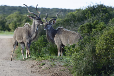 Greater kudus standing against plants