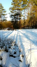 Trees on snow covered landscape