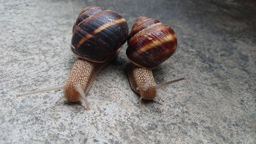 Close-up of snail