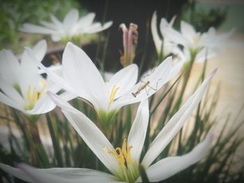 Close-up of white crocus blooming outdoors