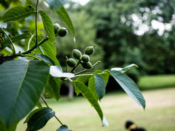 Close-up of berries growing on tree