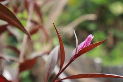 Close-up of red flowering plant