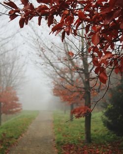 Trees on landscape during autumn