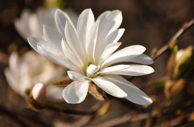 Close-up of flower against blurred background