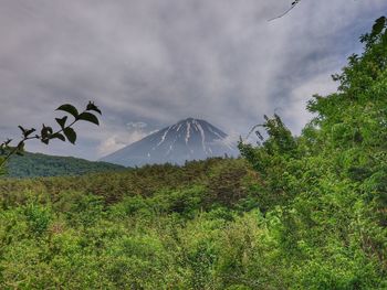 Plants growing on land against sky