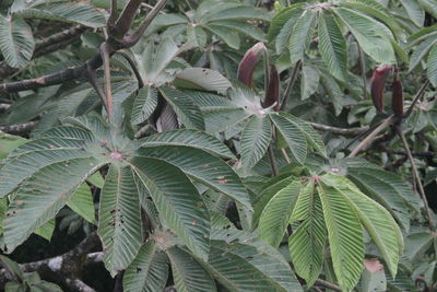 Close-up of fresh green plant