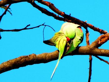 Low angle view of parrot perching on branch against blue sky