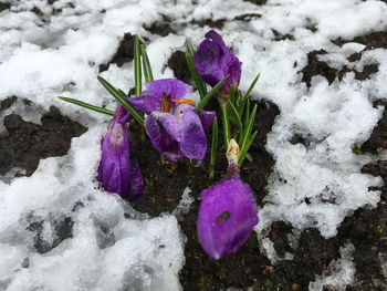 Close-up of purple crocus flowers in snow