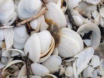 Full frame shot of white garlic