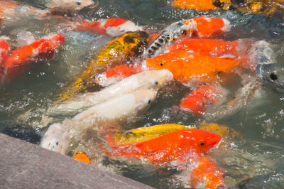 High angle view of koi carps swimming in pond