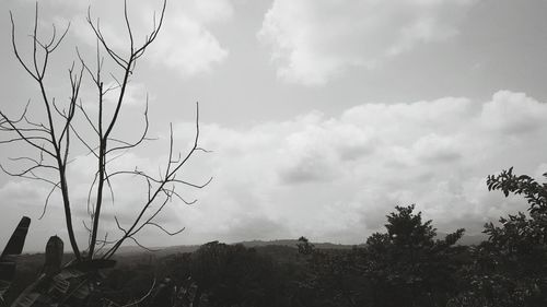 Low angle view of trees against cloudy sky