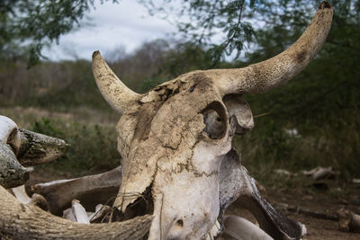 Skeleton of an ox head outdoors