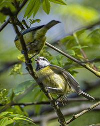 Close-up of a bird perching on branch