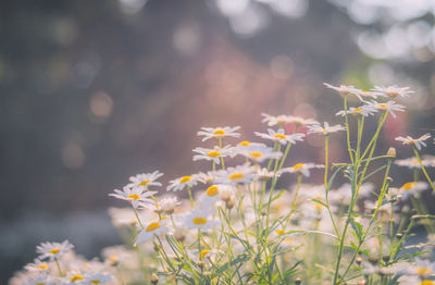 Close-up of flowers blooming on field