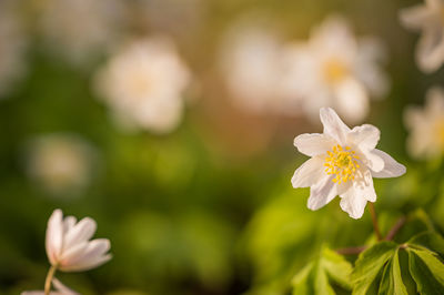 Close-up of white flowering plant