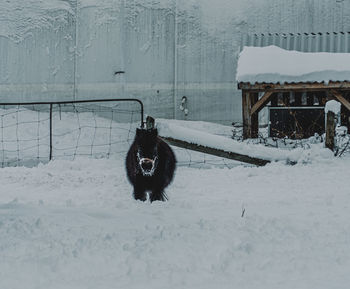 Dog on snow covered field