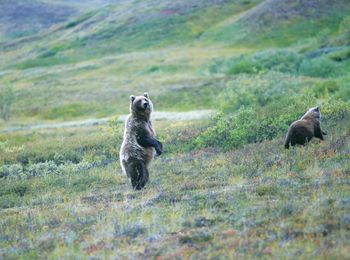 Two dogs on land