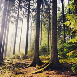 Trees in forest