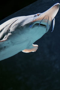 Close-up of fish swimming in sea