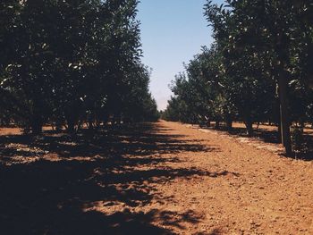 Empty road along trees